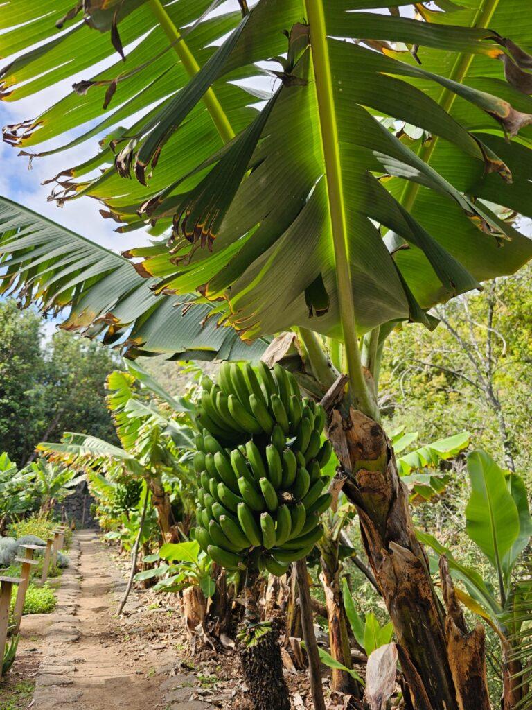 Icod plantaže Banana