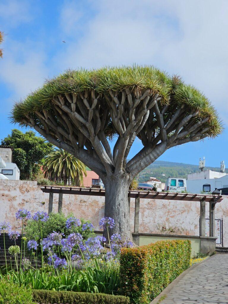 La Orotava 3 dragontree