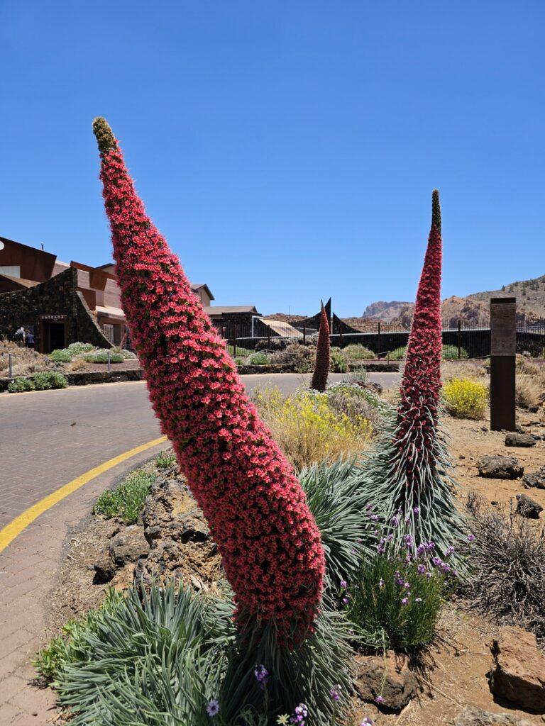 Teide NP 4