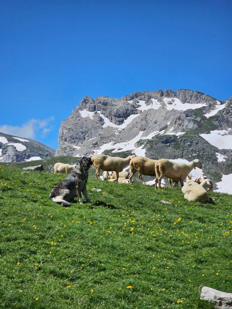 Čuvari ovih planina
