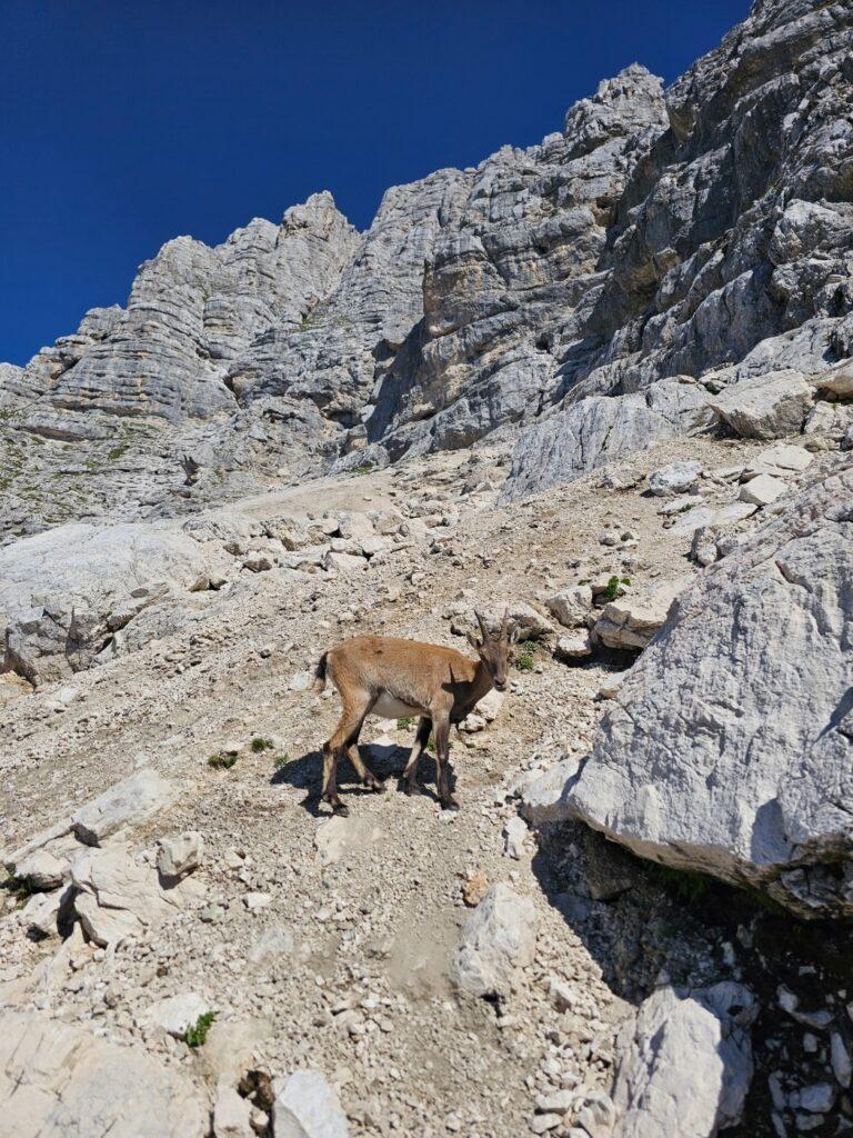Sipar i divokoze prije osiguranog dijela puta